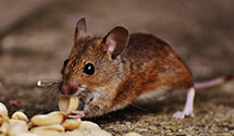 24 Hour & Emergency Exterminators in Wyoming, MI